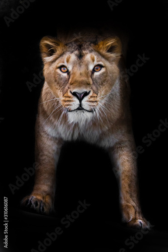 Fototapeta Naklejka Na Ścianę i Meble -  In the dark Powerful paws confident look.  predatory interest of  big cat portrait of a muzzle of a curious peppy lioness close-up