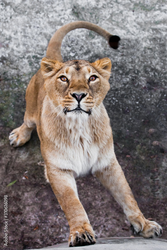 getting ready to jump.  predatory interest of  big cat portrait of a muzzle of a curious peppy lioness close-up