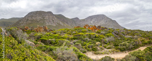 Panorama of fynbos vegetation with rocky mountains at Hermanus, South Africa photo