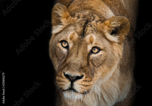  Calm confidence snow background. predatory interest of  big cat portrait of a muzzle of a curious peppy lioness close-up