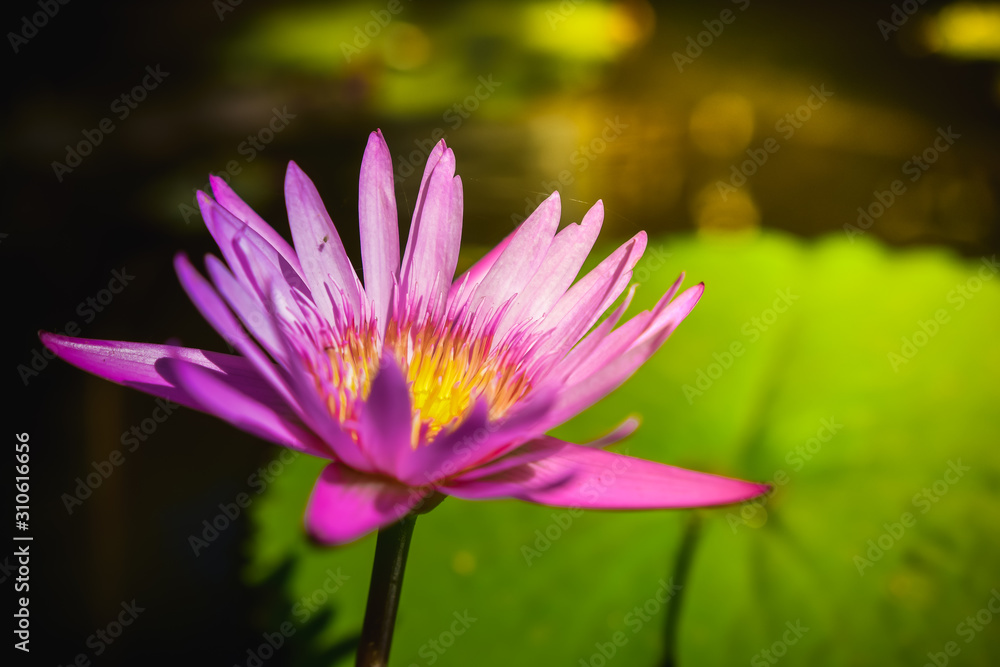 Lotus flower in pond on Sunlight. Lotus flower in pond on Sunlight.