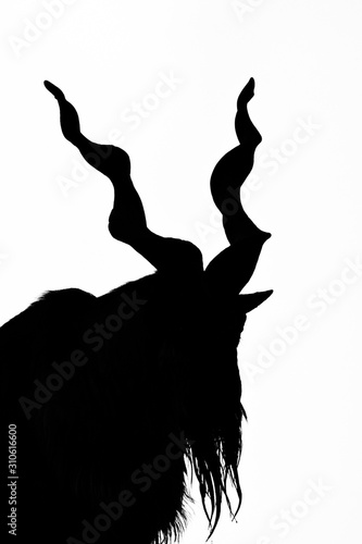black silhouette of a horned goat on a rock on a white background.Goat Markhor stands on the mountain, animal with huge branching horns.