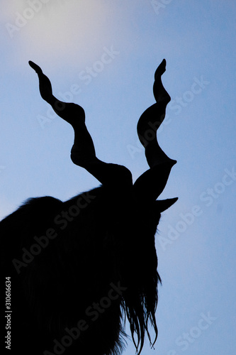 blue background sun and huge horns. Goat Markhor stands on the mountain, animal with huge branching horns.