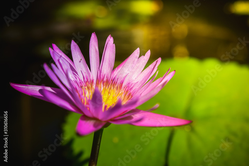 Lotus flower in pond on Sunlight.