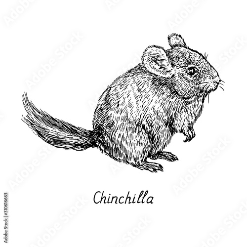 Chinchilla standing side view, hand drawn gravure style, vector sketch illustration, element for design