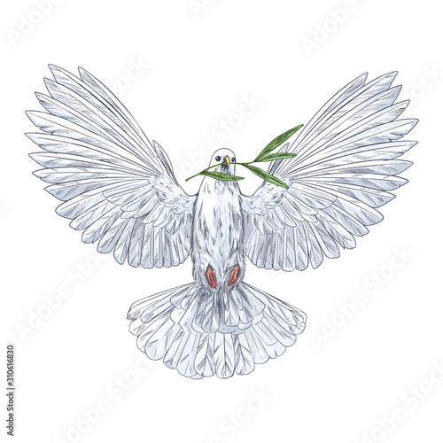 White dove holding olive branch in his beak