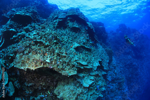 Giant coral structure
