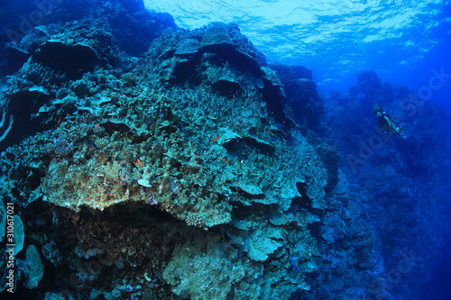 Bilde på lerret Giant coral structure