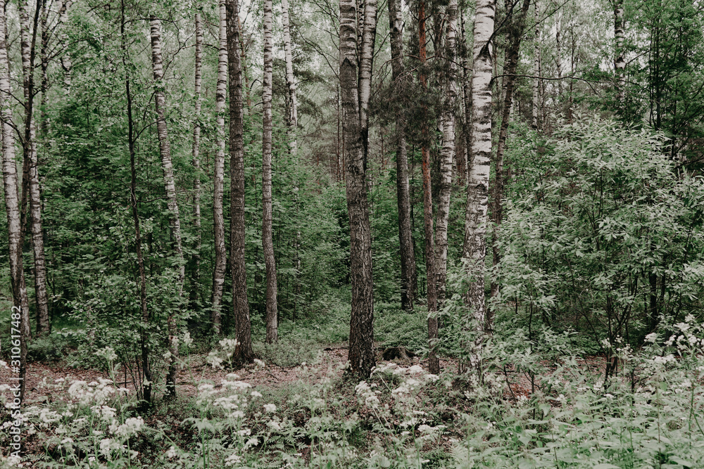 Obraz premium Green, leafy birch forest road trail z