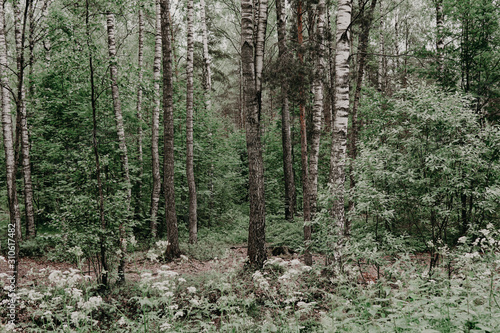 Fototapeta Naklejka Na Ścianę i Meble -  Green, leafy birch forest road trail z