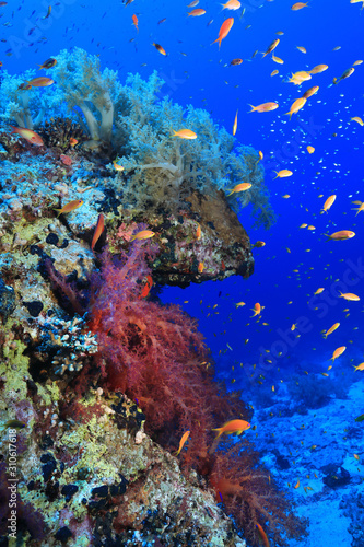 Fototapeta Naklejka Na Ścianę i Meble -  Beautiful coral reef and fish