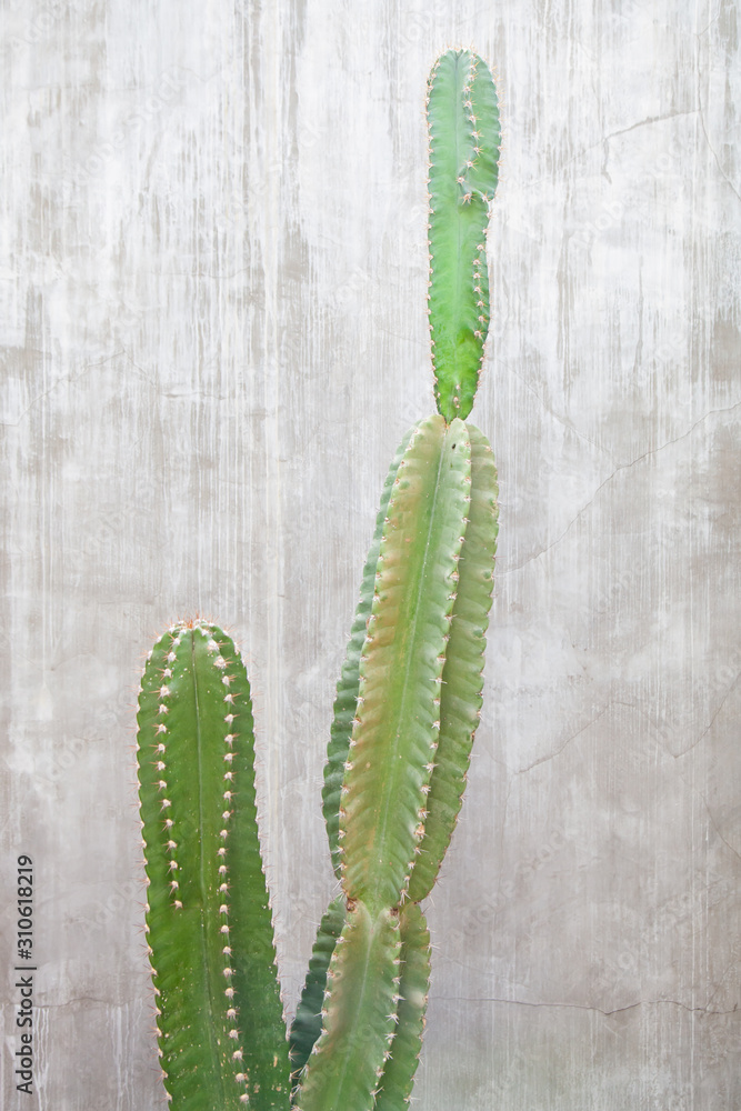 Naklejka premium Cactus plant with concrete wall