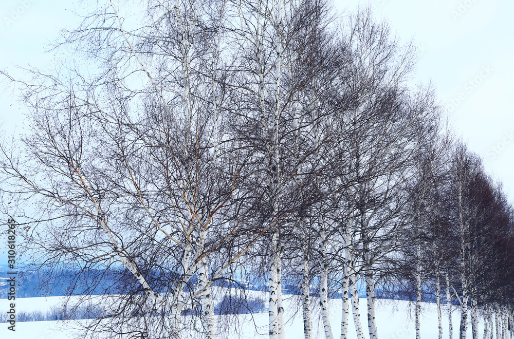 北海道の雪景色stock Photo Adobe Stock