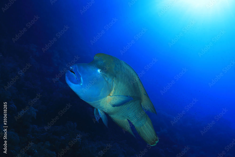 Fototapeta premium Humphead wrasse fish