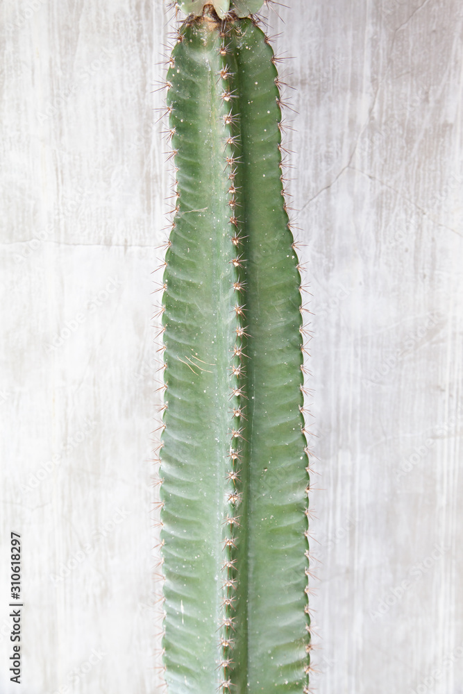 Naklejka premium Cactus plant with concrete wall
