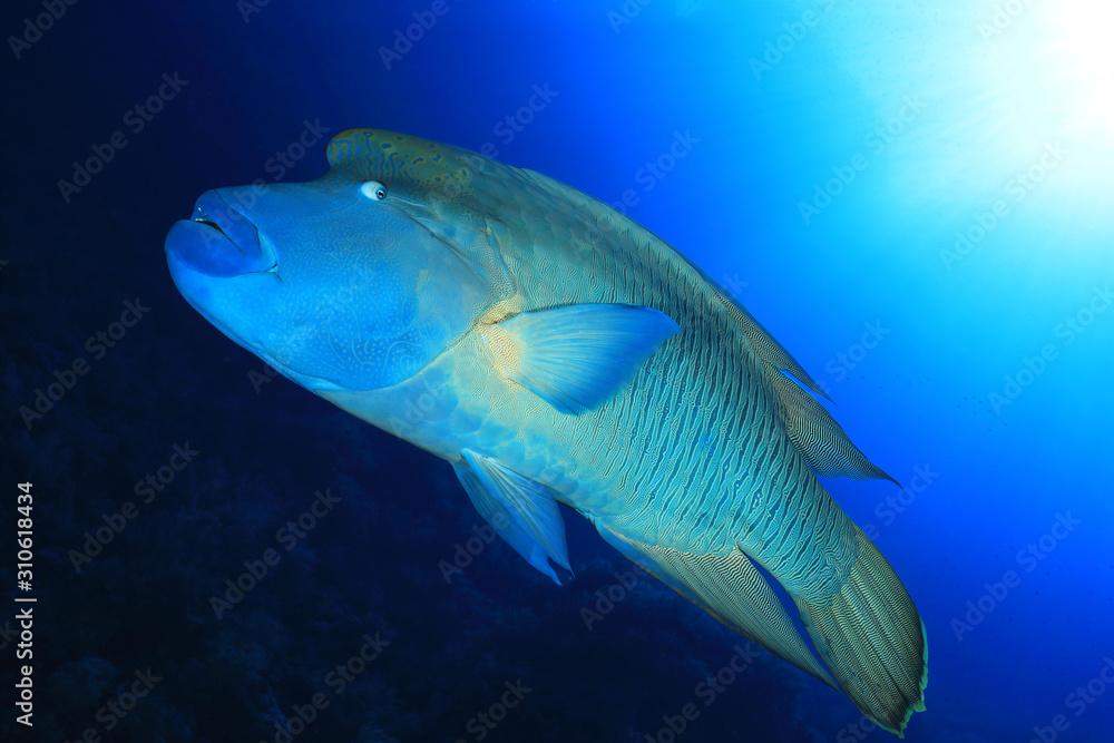 Humphead wrasse fish