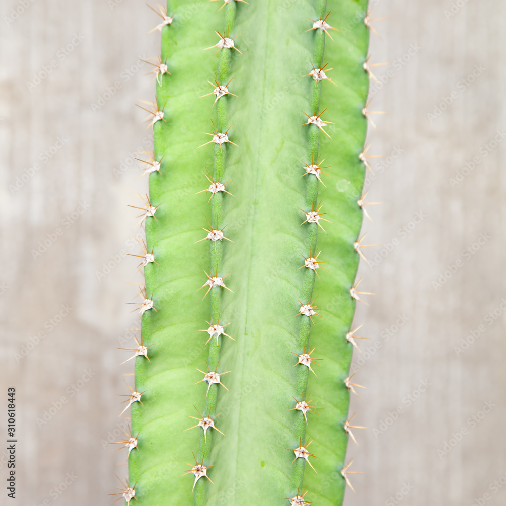 Cactus plant with concrete wall Cactus plant with concrete wall