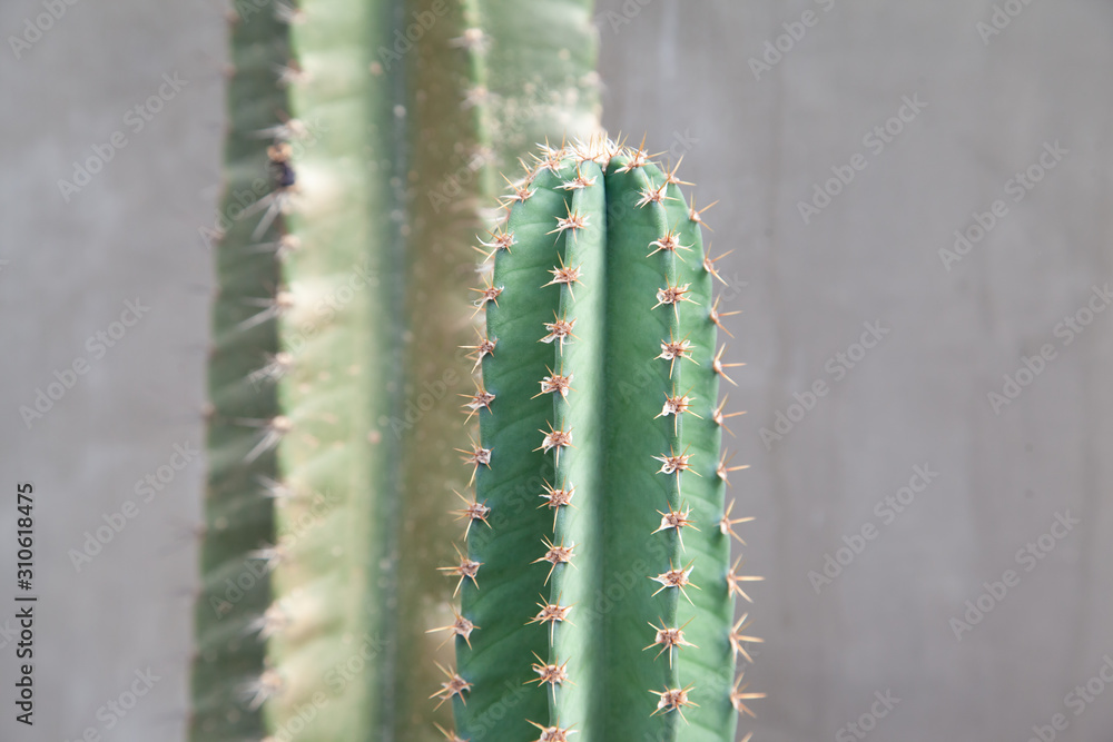 Cactus plant with concrete wall Cactus plant with concrete wall