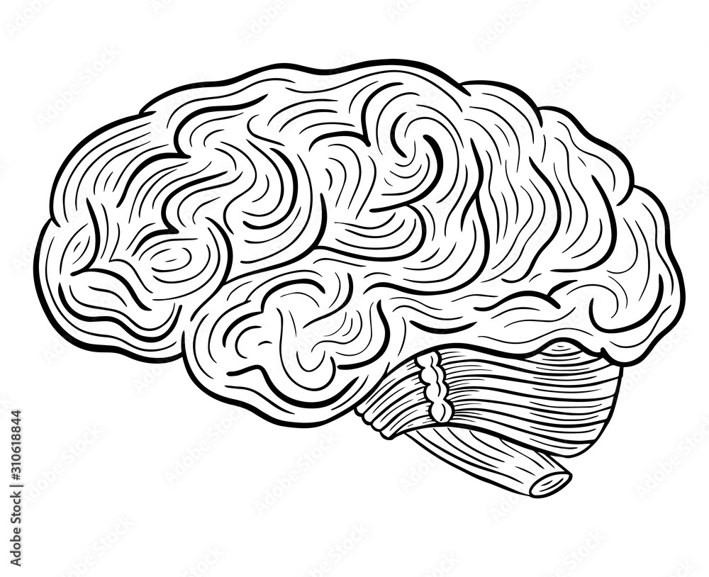 Fototapeta premium human brain hand drawn engraved sketch drawing vector