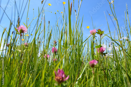 Blumenwiese im Frühling