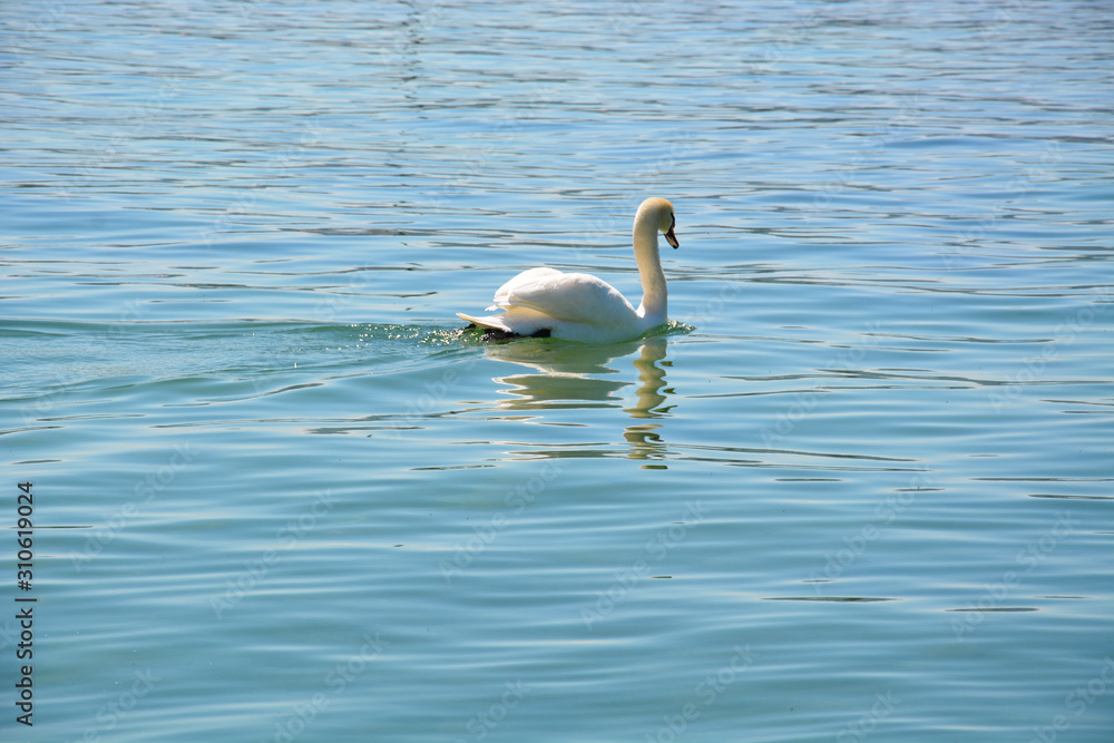 Weißer Schwan auf dem See
