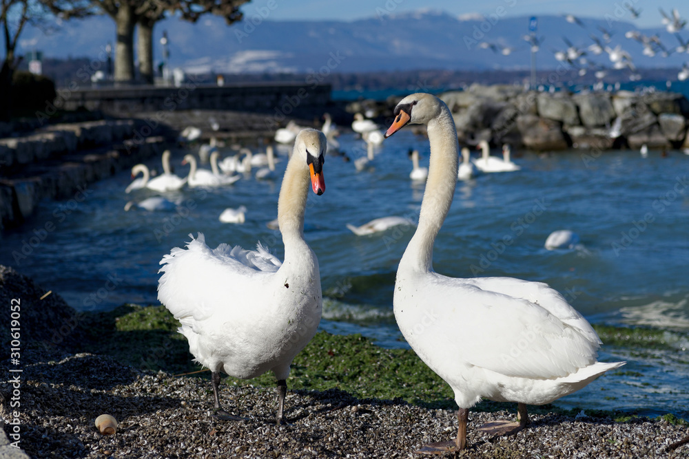 Fototapeta premium Cygnes sur les rives du lac de Genève