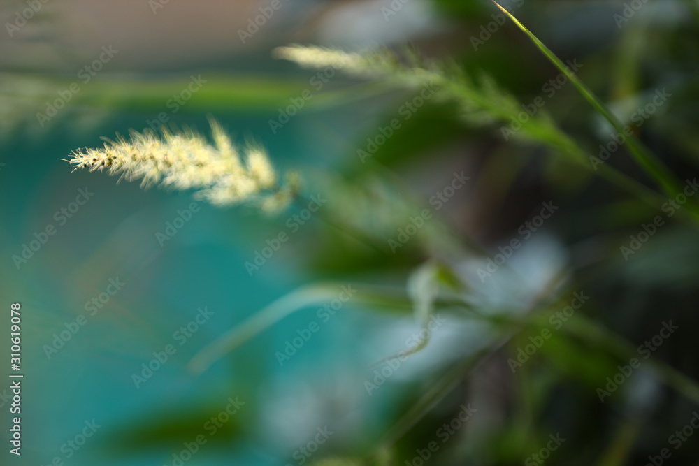 Obraz premium grass flower 