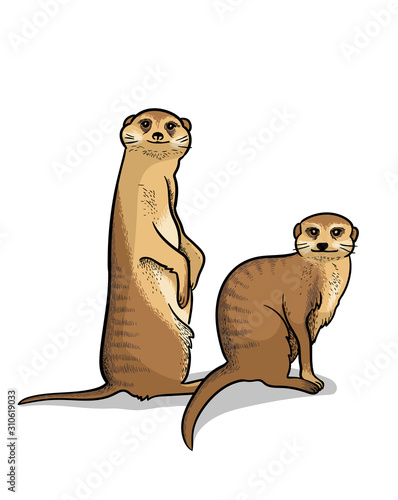 Pair of african savannah animals suricates isolated in cartoon style. Educational zoology illustration, coloring book picture.