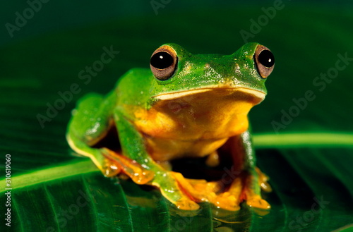 Malabar Gliding Frog, Racophorous malabaricus