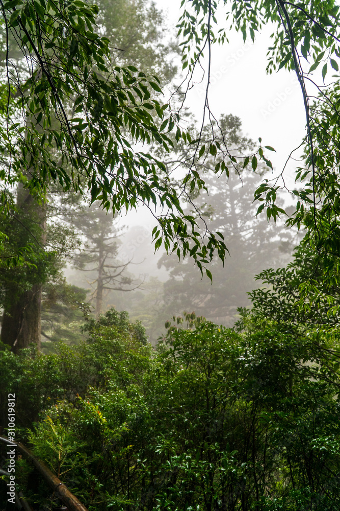 Fototapeta premium Rain wet trees and foliage on a rainy and foggy day, in the island of Yakushima, Japan