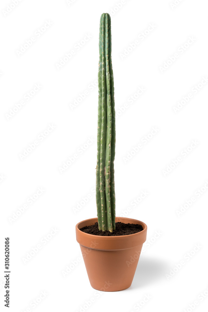 Long San Pedro cactus Photos | Adobe Stock