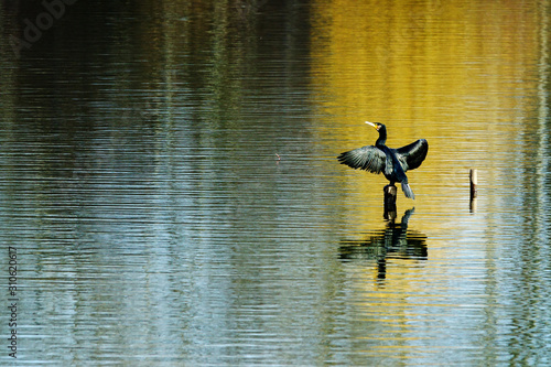 Cormorán grande secando sus alas sobre el río © anecaroline