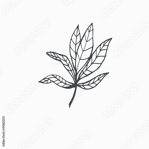 Tiny Leaves Plants Hand drawn vector illustration for logo, invitations, graphic design © Elīna Madelāne