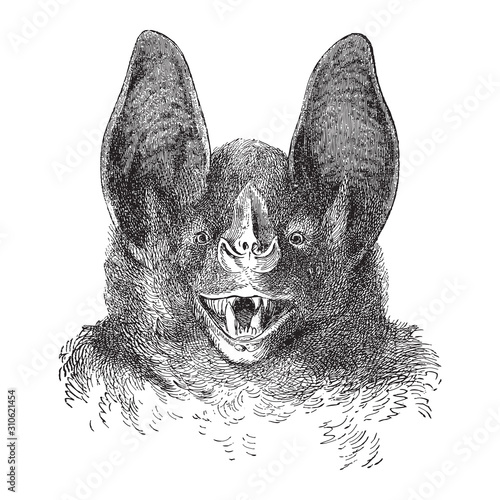 Vampire bat / vintage illustration from Brockhaus Konversations-Lexikon 1908