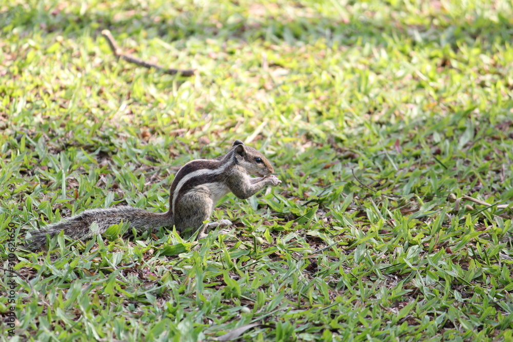 Obraz premium squirrel on grass eating