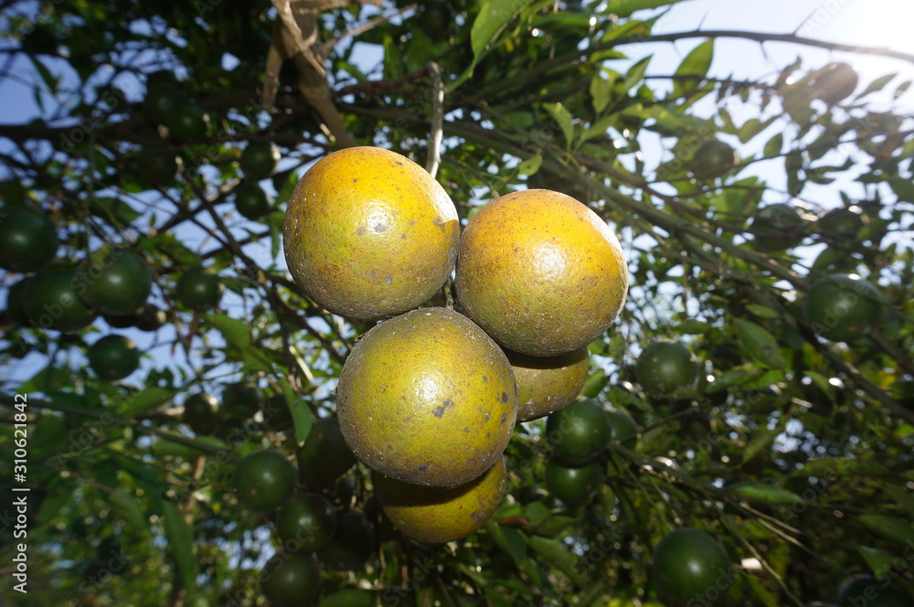 Ripe citrus fruit hanging from branches of orange trees, ripe fruit with fresh greenish yellow color during harvest, this is a special fruit in East Java Indonesia.