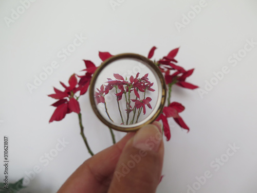 Фотография view of a plant through a concave hand lens