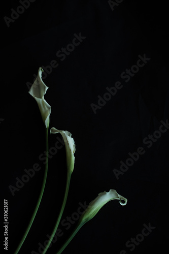 calla lilies white black background greeting card