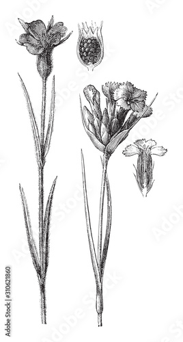 Corncockle flower (Agrostemma Githago) and Carthusian Pink (Dianthus carthusianorum) / vintage illustration from Brockhaus Konversations-Lexikon 1908