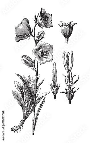 Big Bluebell - Campanula persicifolia / vintage illustration from Brockhaus Konversations-Lexikon 1908