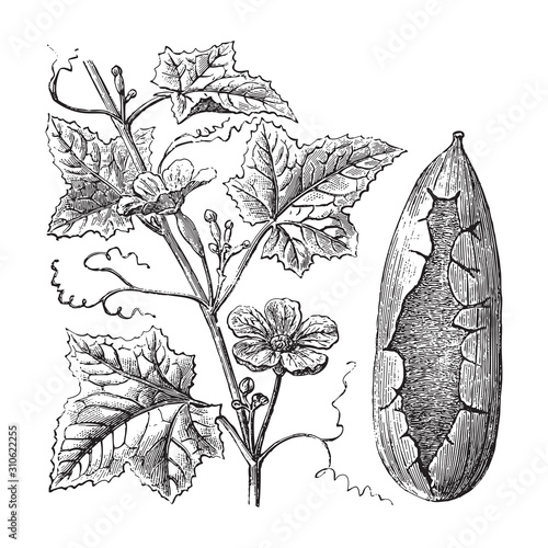 Luffa cylindrica - Sponge gourd / vintage illustration from Brockhaus Konversations-Lexikon 1908
