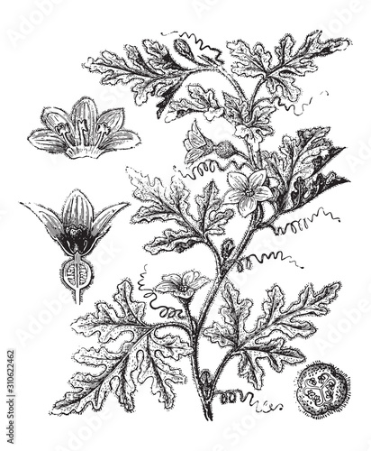 Bitter apple - Citrullus Colocynthis (Medicinal plant) / vintage illustration from Brockhaus Konversations-Lexikon 1908