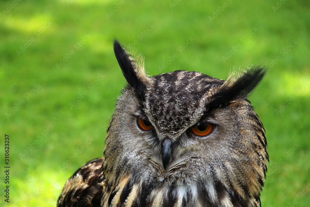 Fototapeta premium Eule