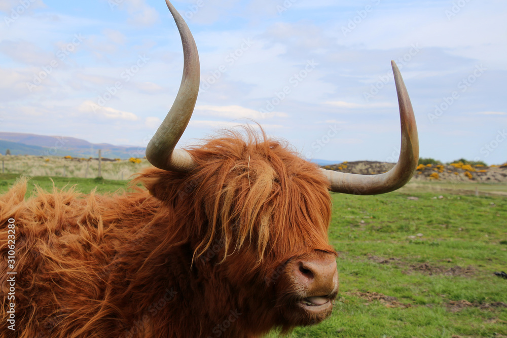 Highland Cattle- Orkney-Schottland