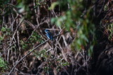 The cerulean kingfisher (Alcedo coerulescens) is a kingfisher in the subfamily Alcedininae which is found in parts of Indonesia. With an overall metallic blue impression.