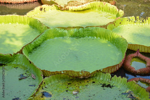 Victoria Amazonica or water Lily in Thailand photo