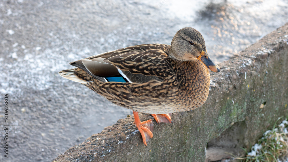 wintering birds bird flock, winter lake, wild birds on winter lake, seasonal, migratory ducks wintering birds bird flock, winter lake, wild birds on winter lake, seasonal, migratory ducks