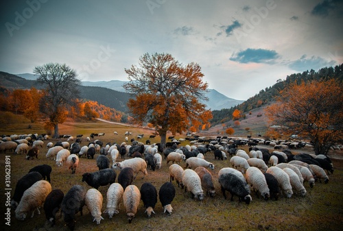 Sheep under the tree and dramatic sky in autumn landscape 