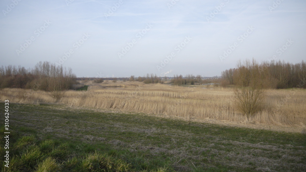 rural landscape with wheat field