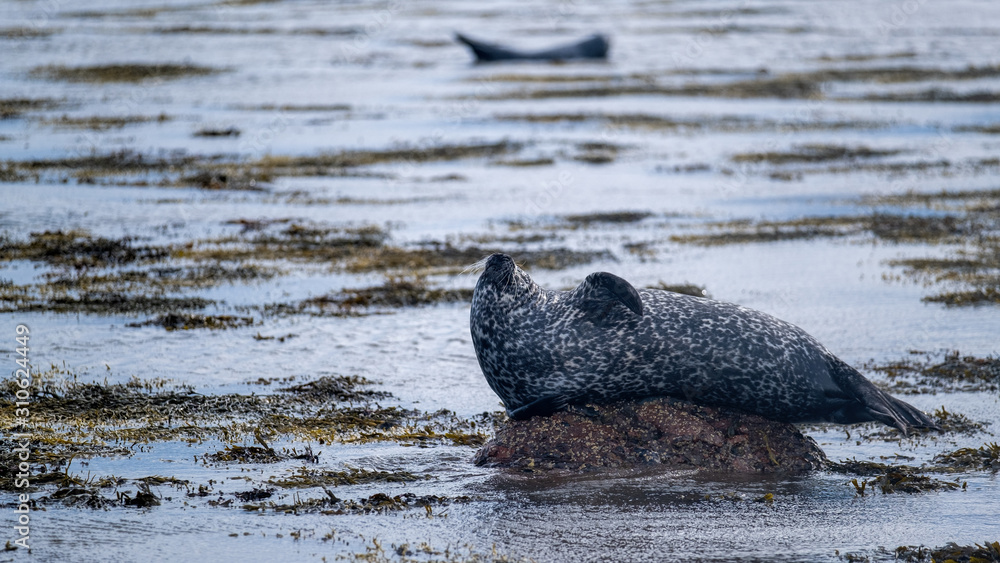 Fototapeta premium Common seal (harbour seal) lounging on a rock in the ocean